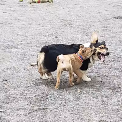 Vienna Dog Park - Vienna, VA