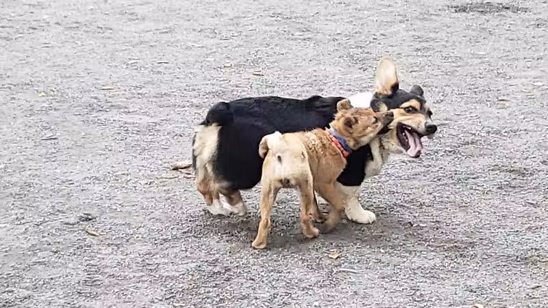 Vienna Dog Park - Vienna, VA