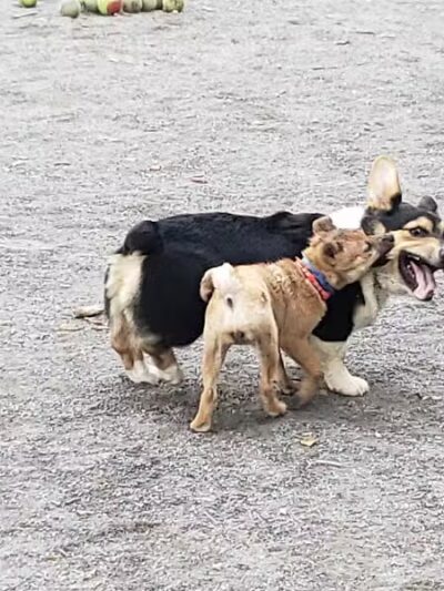 Vienna Dog Park - Vienna, VA