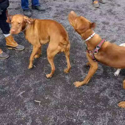 Vienna Dog Park - Vienna, VA