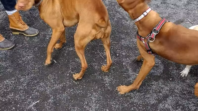 Vienna Dog Park - Vienna, VA