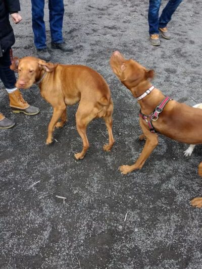 Vienna Dog Park - Vienna, VA