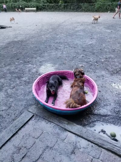 Vienna Dog Park - Vienna, VA