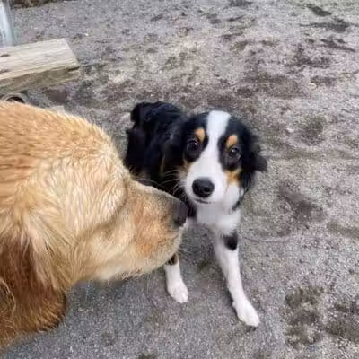 Vienna Dog Park - Vienna, VA
