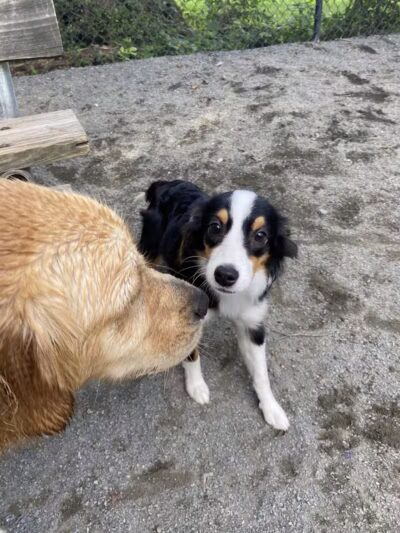 Vienna Dog Park - Vienna, VA