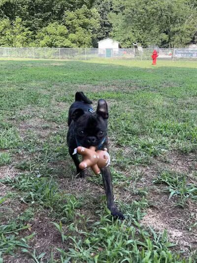 Park for Big Dogs@ Jackson Park - Vienna, WV