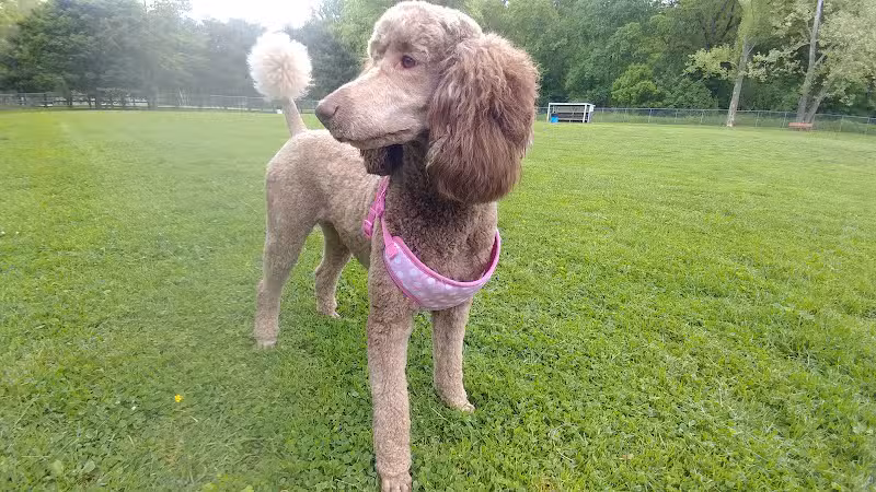 Park for Big Dogs@ Jackson Park - Vienna, WV