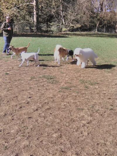 Park for Big Dogs@ Jackson Park - Vienna, WV