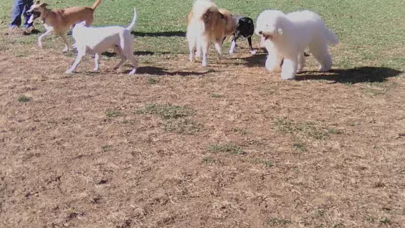 Park for Big Dogs@ Jackson Park - Vienna, WV