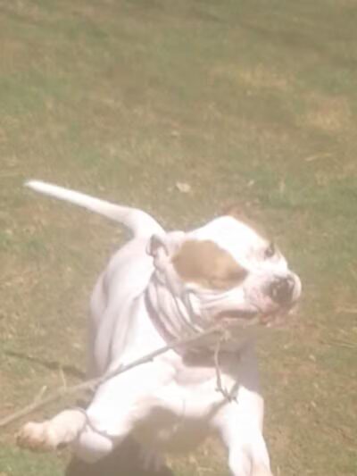 Park for Big Dogs@ Jackson Park - Vienna, WV