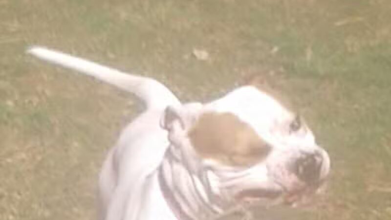 Park for Big Dogs@ Jackson Park - Vienna, WV