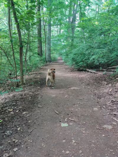 Skunk Hollow Park - Villanova, PA