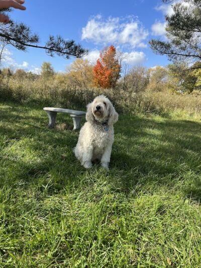 Princes Private Pup Park - Wadsworth, OH