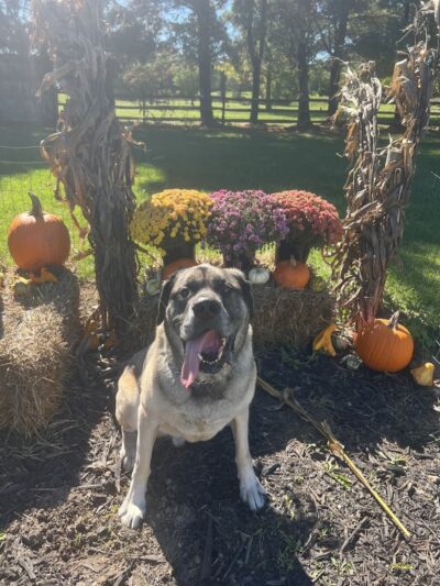 Princes Private Pup Park - Wadsworth, OH