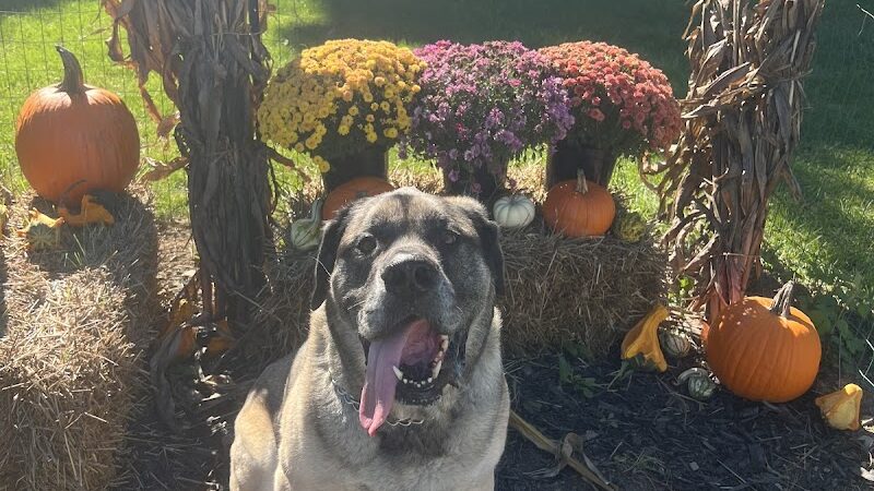Princes Private Pup Park - Wadsworth, OH