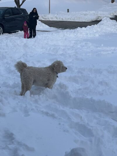 Princes Private Pup Park - Wadsworth, OH