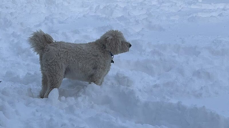 Princes Private Pup Park - Wadsworth, OH