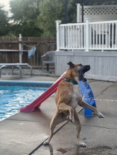 Princes Private Pup Park - Wadsworth, OH