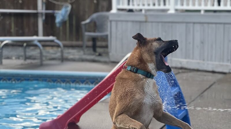 Princes Private Pup Park - Wadsworth, OH