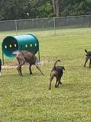 Wadsworth Community Dog Park - Wadsworth, OH