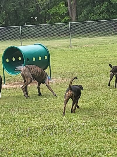 Wadsworth Community Dog Park - Wadsworth, OH