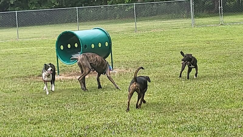 Wadsworth Community Dog Park - Wadsworth, OH