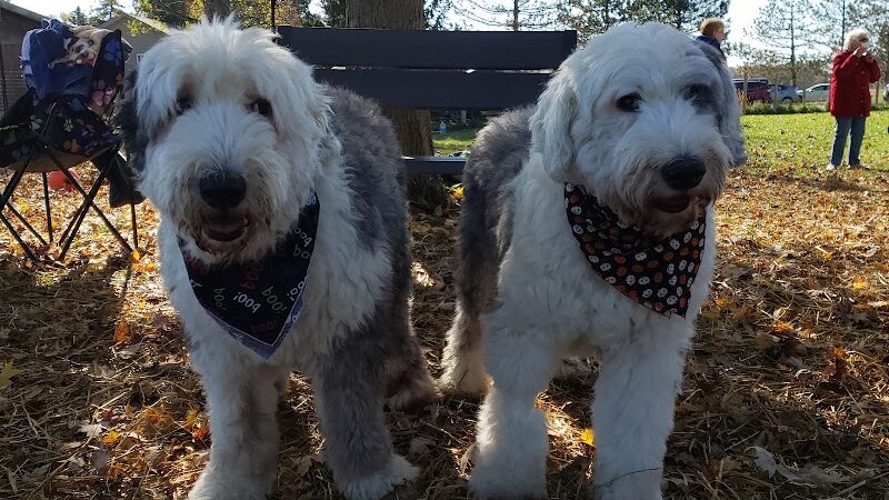 Red River Dog Farm - Wakeman, OH