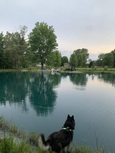 Red River Dog Farm - Wakeman, OH