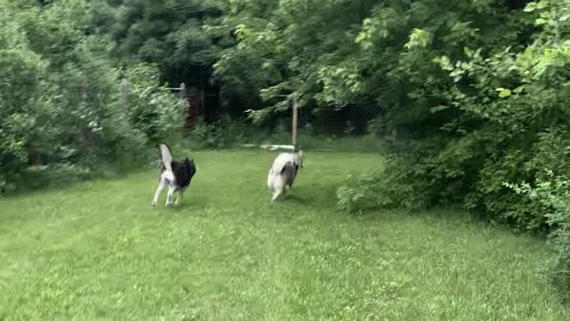 Red River Dog Farm - Wakeman, OH