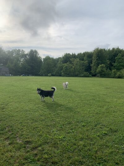 Red River Dog Farm - Wakeman, OH