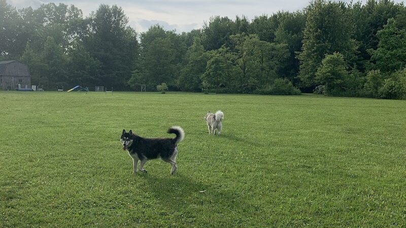 Red River Dog Farm - Wakeman, OH