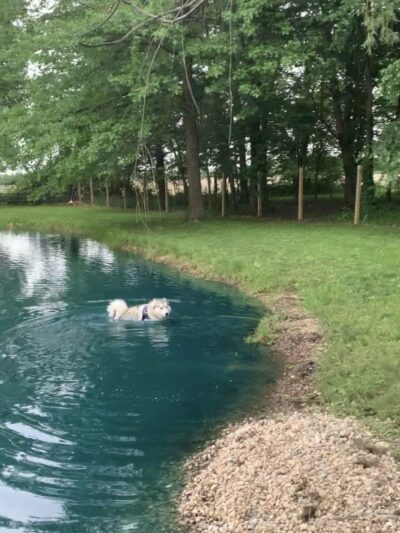 Red River Dog Farm - Wakeman, OH