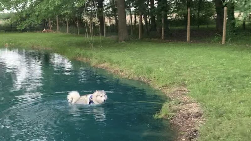 Red River Dog Farm - Wakeman, OH