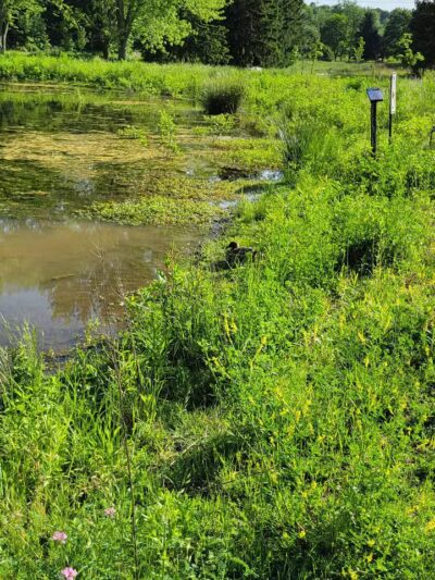 Astorhurst Picnic Area - Walton Hills, OH