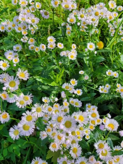Astorhurst Picnic Area - Walton Hills, OH