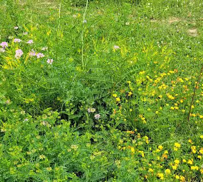 Astorhurst Picnic Area - Walton Hills, OH