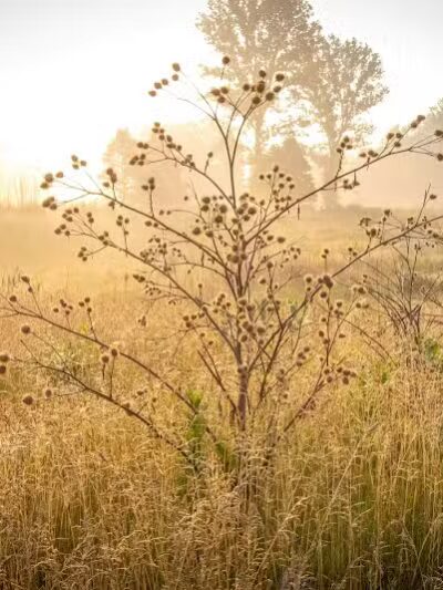 Astorhurst Picnic Area - Walton Hills, OH