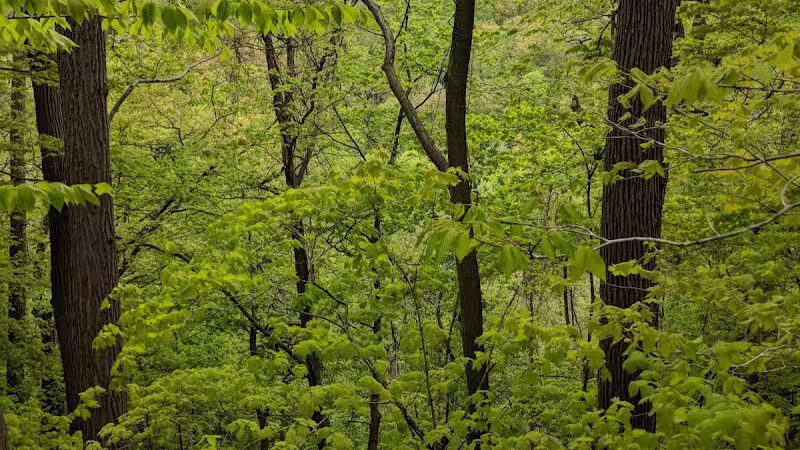 Bedford Reservation - Walton Hills, OH