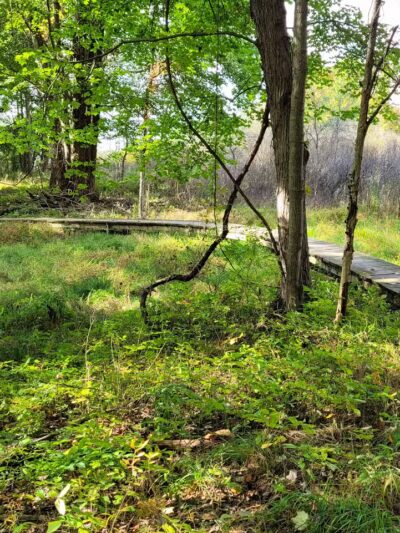 Bedford Reservation MTB trails, Olander Lot - Walton Hills, OH