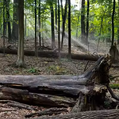 Egbert Picnic Area - Walton Hills, OH