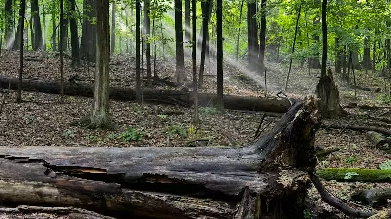 Egbert Picnic Area - Walton Hills, OH
