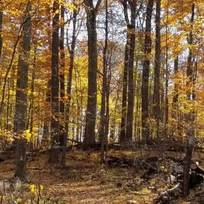 Egbert Picnic Area - Walton Hills, OH