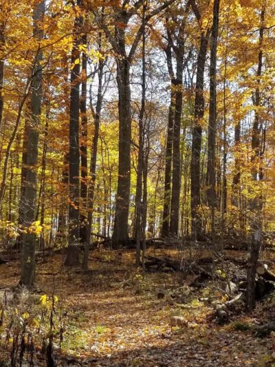 Egbert Picnic Area - Walton Hills, OH