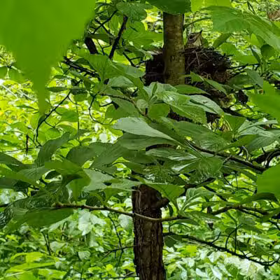 Hemlock Creek Picnic Area - Walton Hills, OH