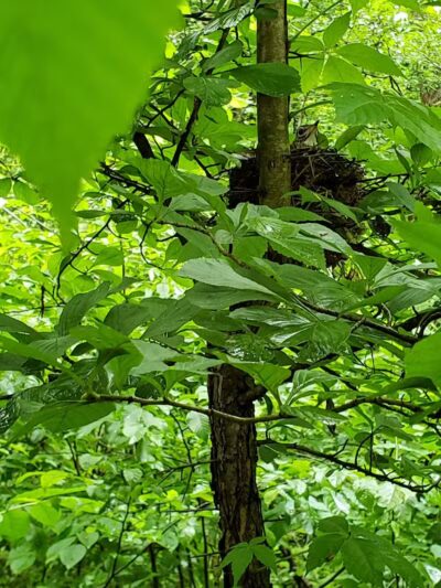 Hemlock Creek Picnic Area - Walton Hills, OH