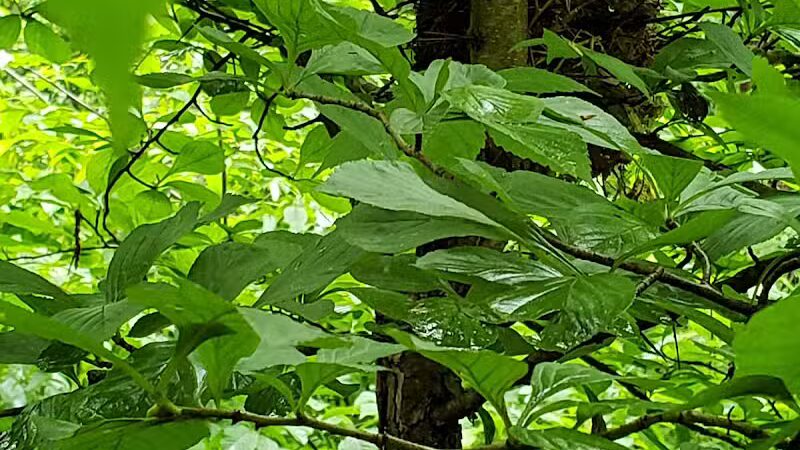 Hemlock Creek Picnic Area - Walton Hills, OH