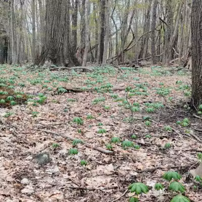 Sagamore Creek Trail Loop - Walton Hills, OH