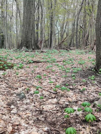 Sagamore Creek Trail Loop - Walton Hills, OH