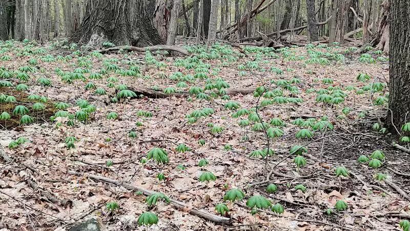 Sagamore Creek Trail Loop - Walton Hills, OH