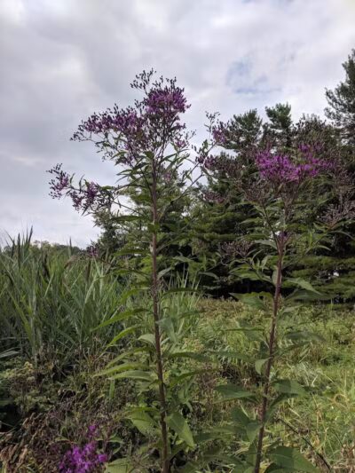 T.G. Young Park - Walton Hills, OH